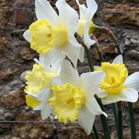 Ellen Daffodil (Narcissus Ellen) Img 2
